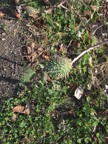 Datura stramonium