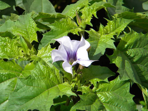Datura stramonium