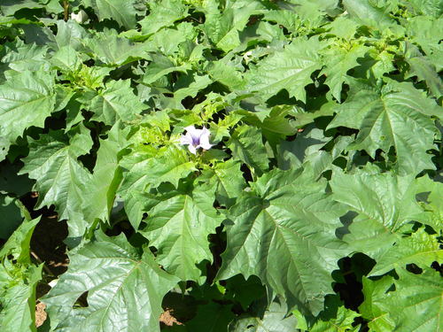 Datura stramonium