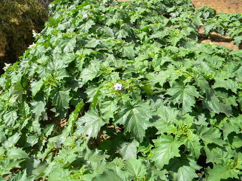 Datura stramonium