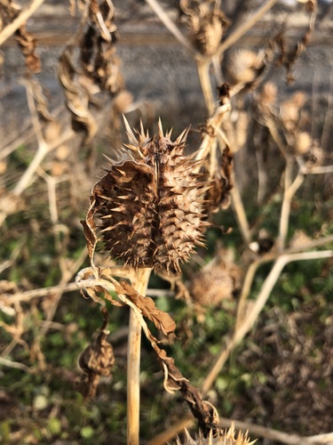 Datura stramonium