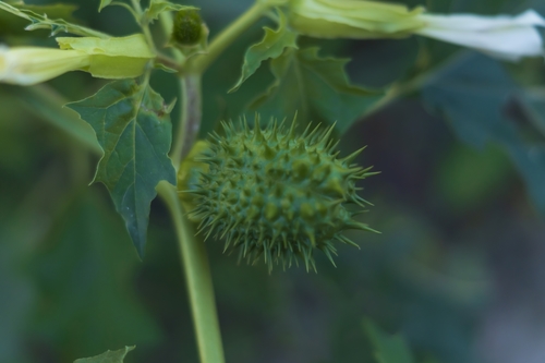 Datura stramonium