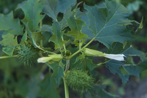 Datura stramonium