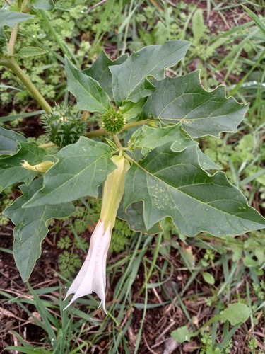 Datura stramonium