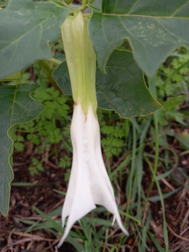 Datura stramonium