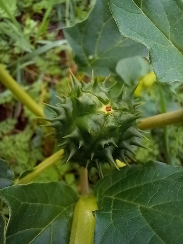 Datura stramonium