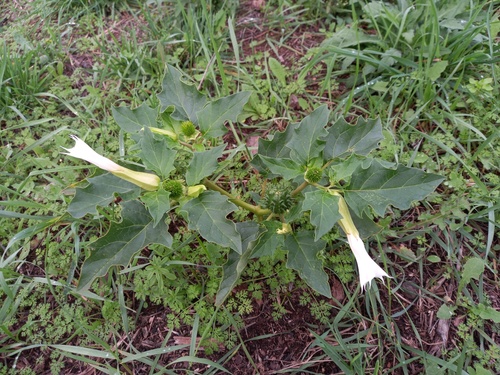 Datura stramonium