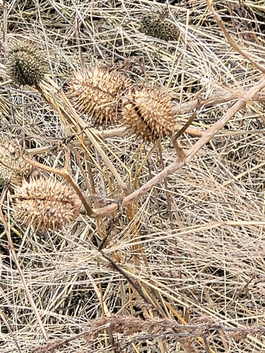 Datura stramonium