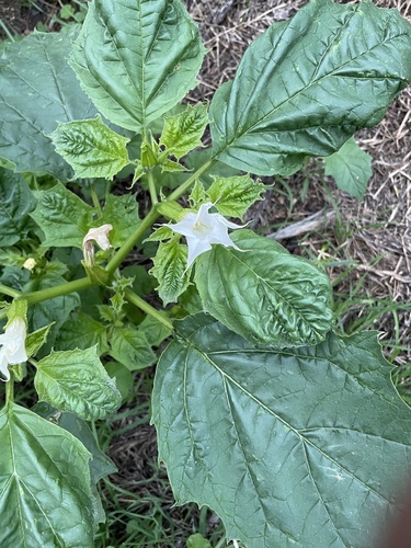 Datura stramonium