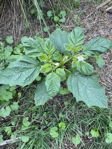 Datura stramonium