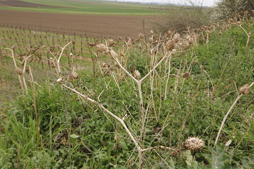 Datura stramonium