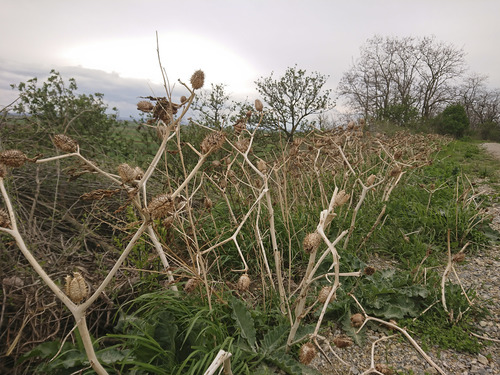 Datura stramonium