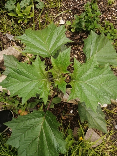 Datura stramonium