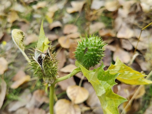 Datura stramonium