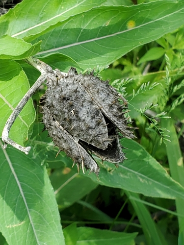 Datura stramonium