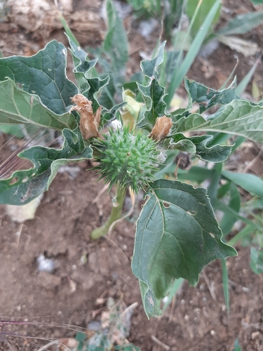 Datura stramonium