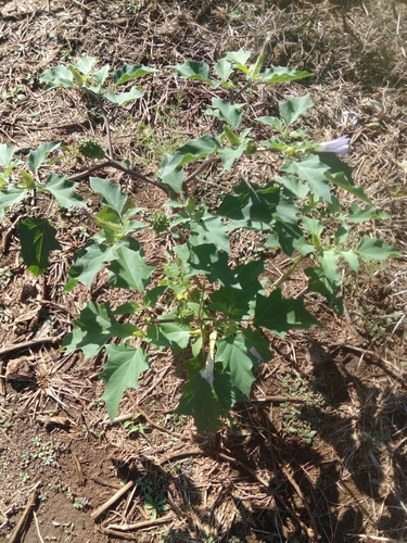 Datura stramonium