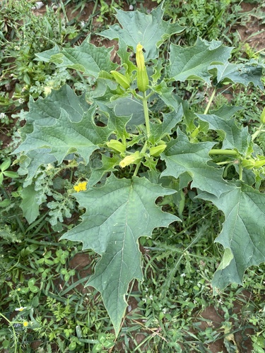 Datura stramonium