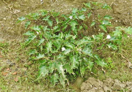 Datura stramonium