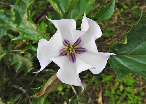 Datura stramonium