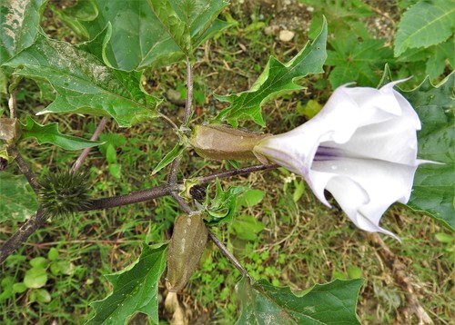 Datura stramonium