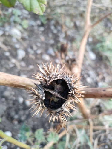 Datura stramonium