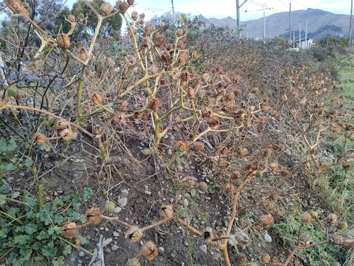 Datura stramonium