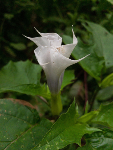 Datura stramonium